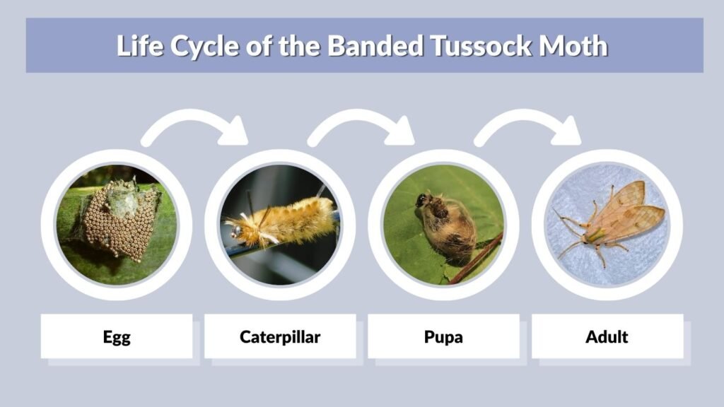 Life Cycle of the Banded Tussock Moth