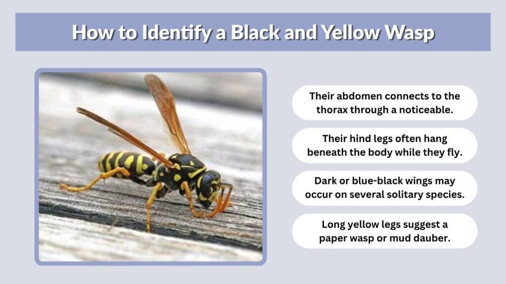How to Identify a Black and Yellow Wasp