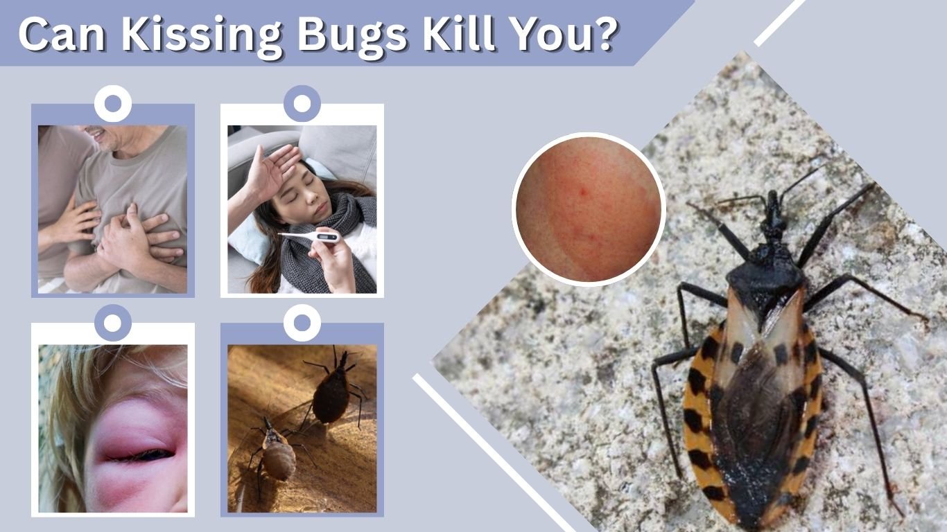 Can Kissing Bugs Kill You? Health Risks and Prevention