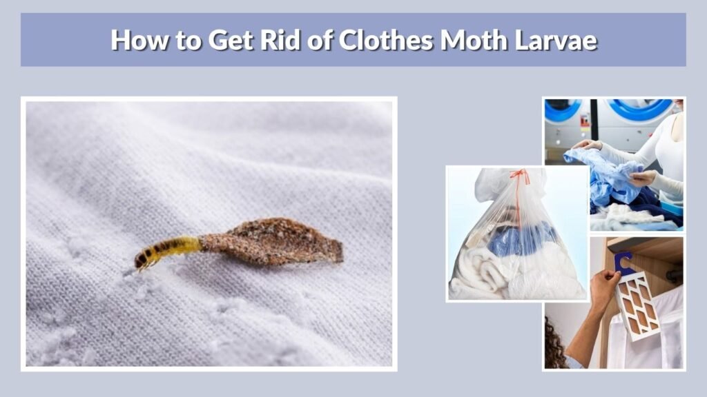 How to Get Rid of Clothes Moth Larvae