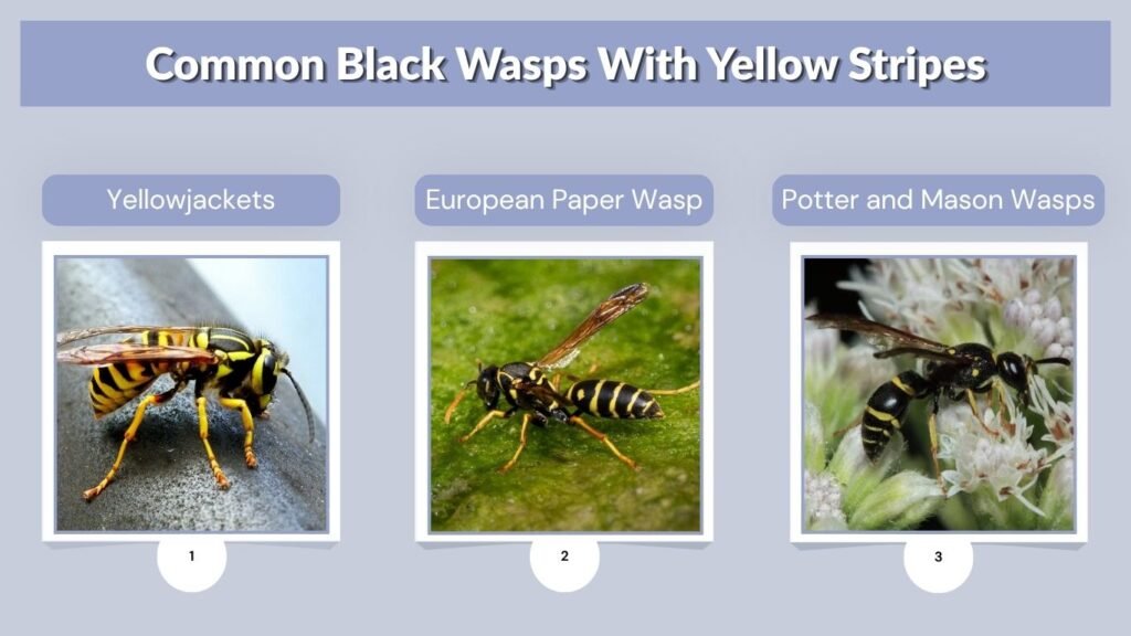 Common Black Wasps With Yellow Stripes