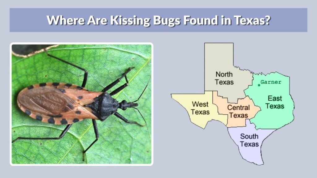 Where Are Kissing Bugs Found in Texas?