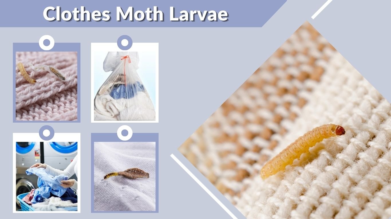Clothes Moth Larvae: Identification, Damage and Removal