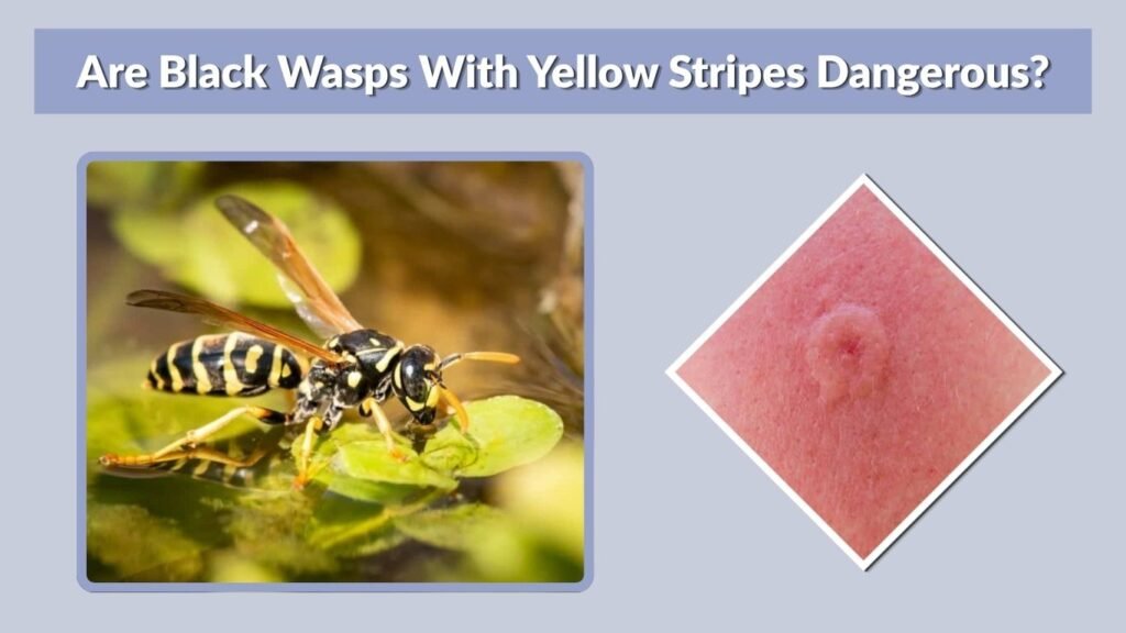 Are Black Wasps With Yellow Stripes Dangerous?
