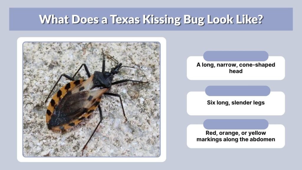 What Does a Texas Kissing Bug Look Like?