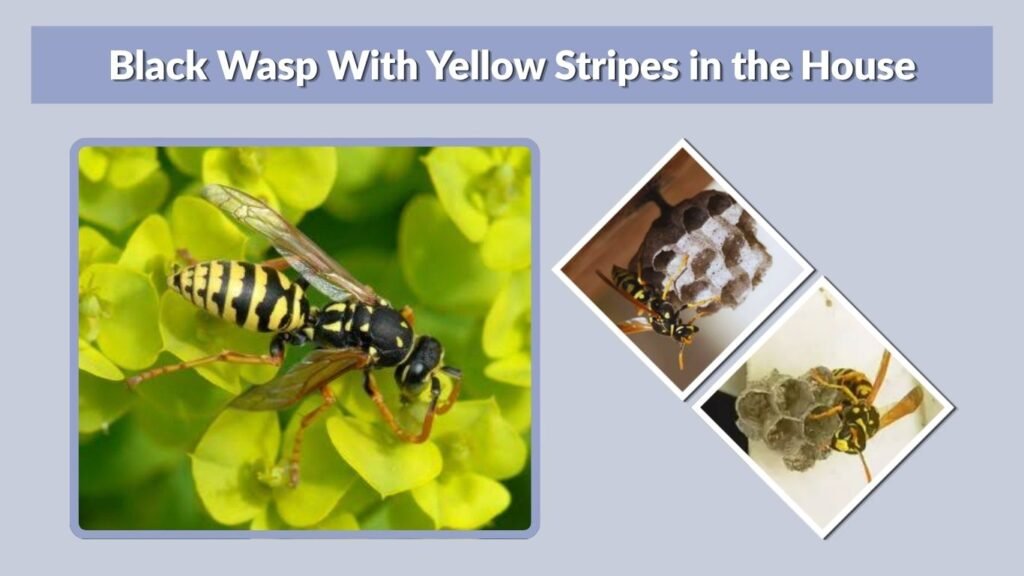 Black Wasp With Yellow Stripes in the House