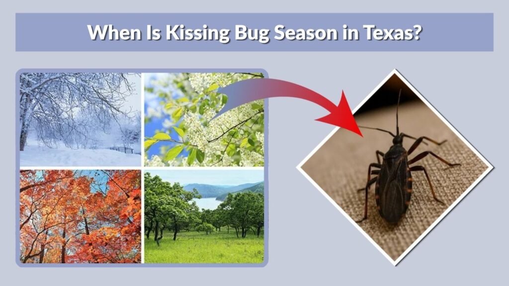When Is Kissing Bug Season in Texas?
