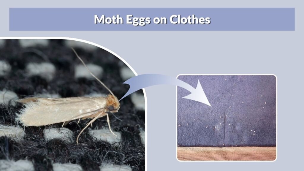 Moth Eggs on Clothes
