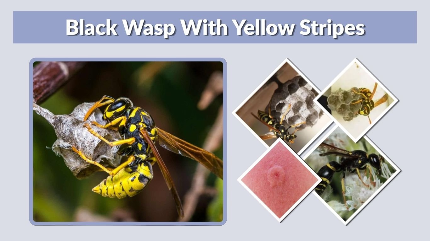 Black Wasp With Yellow Stripes: Identification Guide