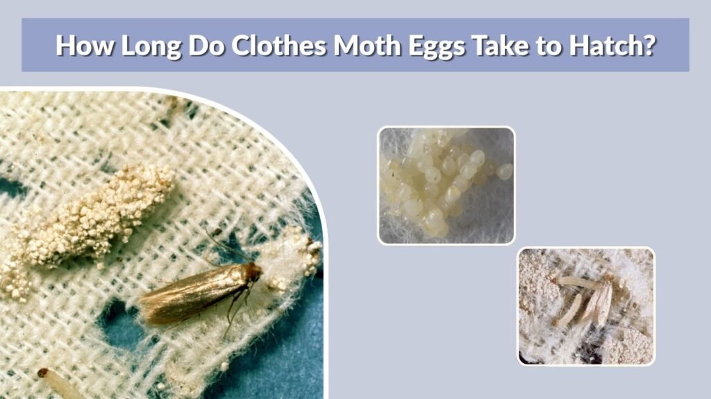 How Long Do Clothes Moth Eggs Take to Hatch?