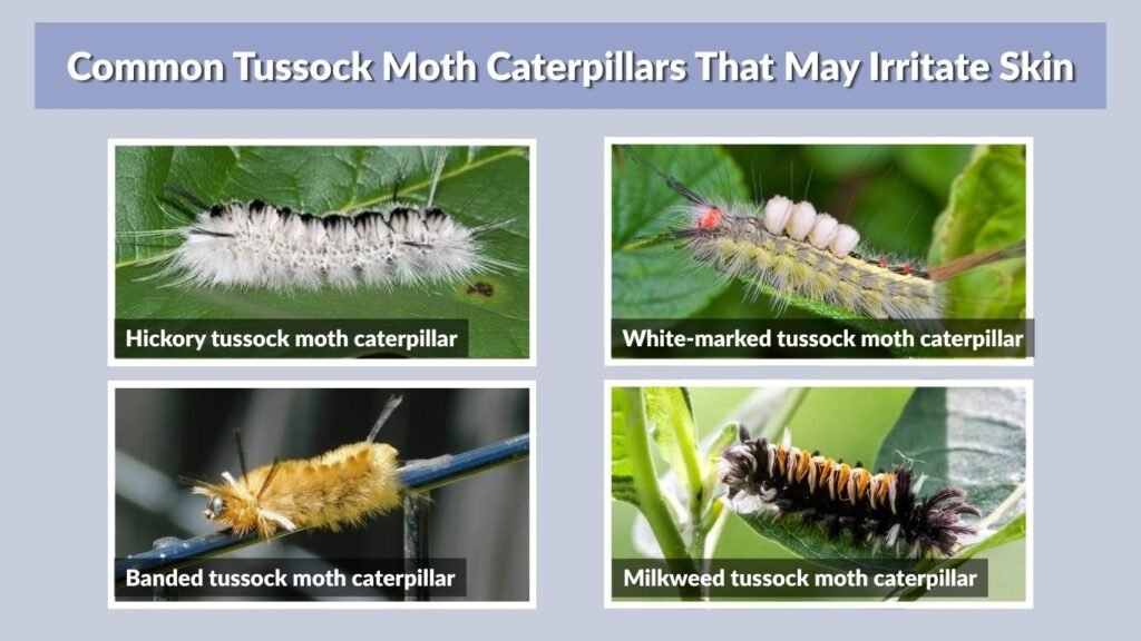 Common Tussock Moth Caterpillars That May Irritate Skin