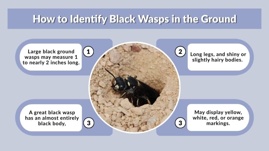 How to Identify Black Wasps in the Ground