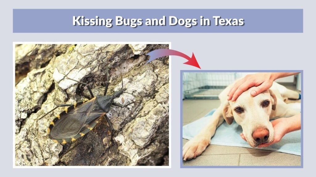Kissing Bugs and Dogs in Texas