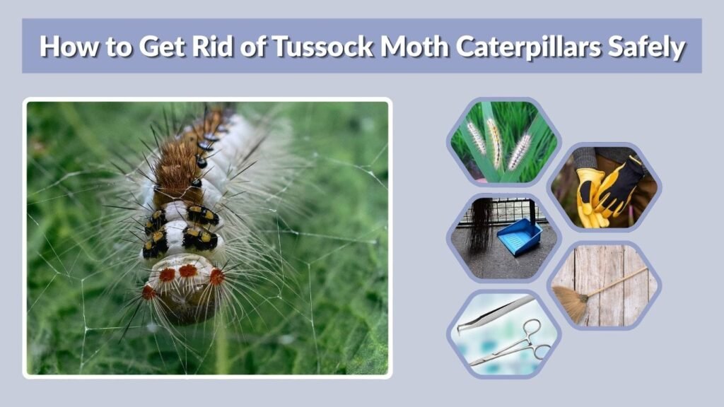 How to Get Rid of Tussock Moth Caterpillars Safely