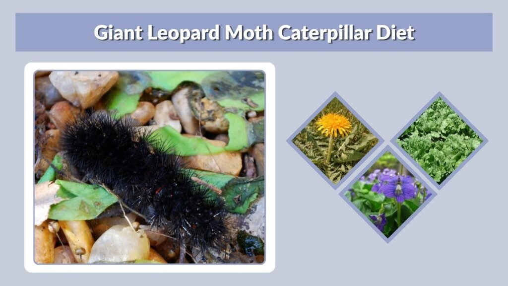 Giant Leopard Moth Caterpillar Diet