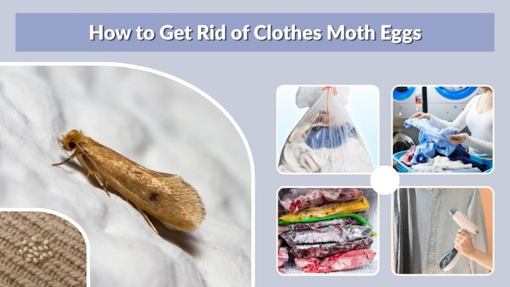 How to Get Rid of Clothes Moth Eggs