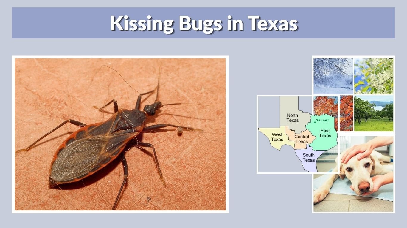 Kissing Bugs in Texas: Identification, Risks, and Locations