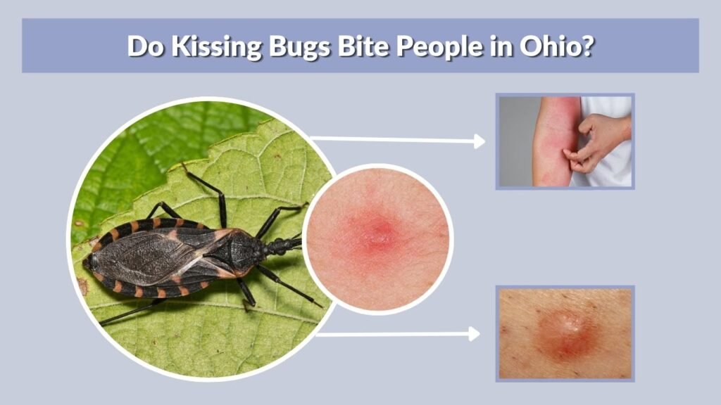 Do Kissing Bugs Bite People in Ohio?
