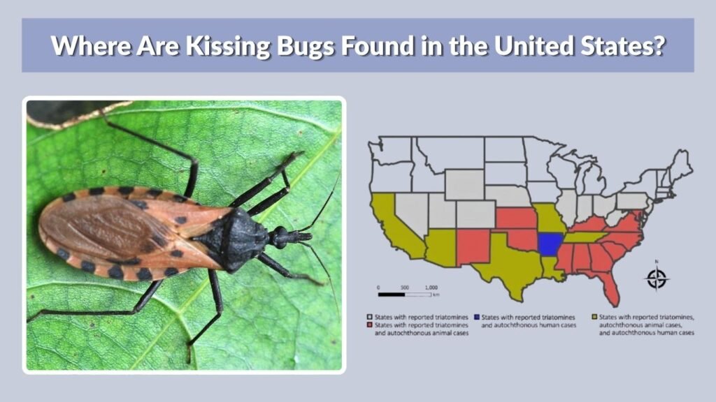 Where Are Kissing Bugs Found in the United States?