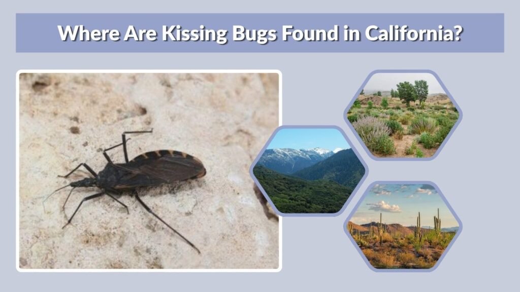 Where Are Kissing Bugs Found in California?