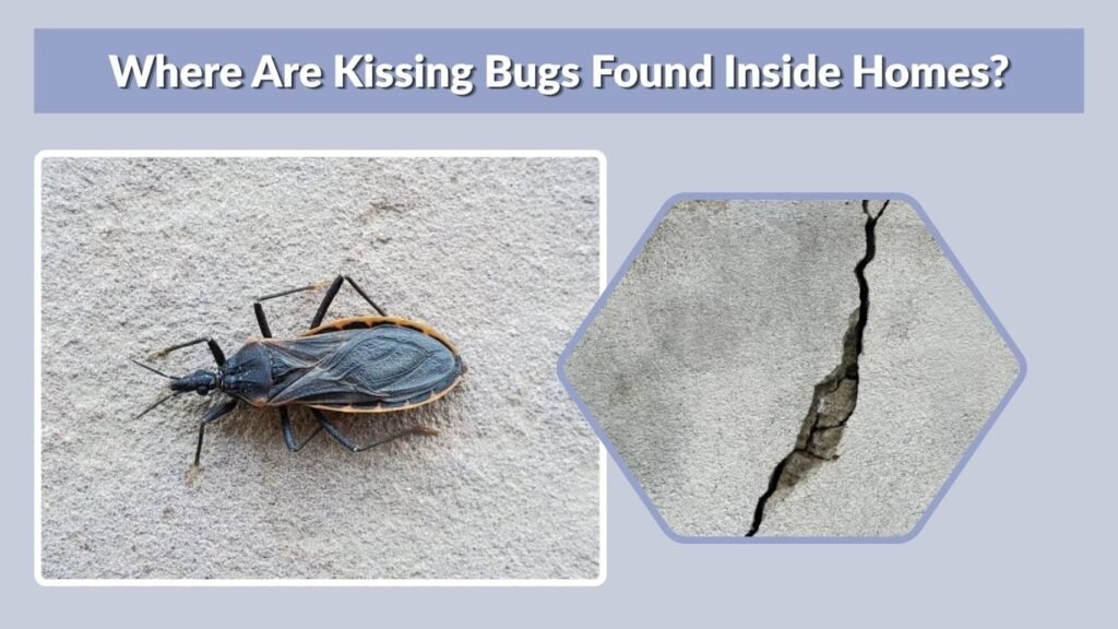 Where Are Kissing Bugs Found Inside Homes?