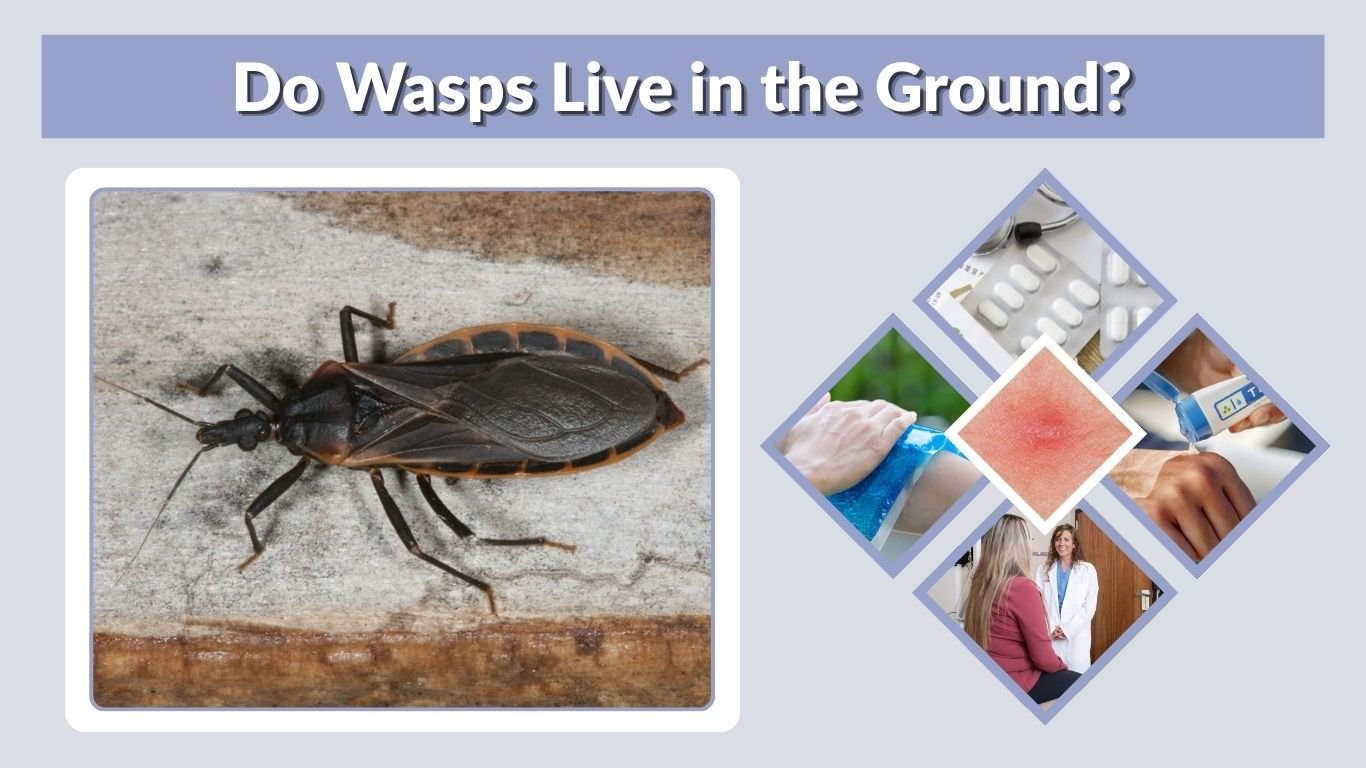 Kissing Bug Bite Treatment: First Aid and Warning Signs