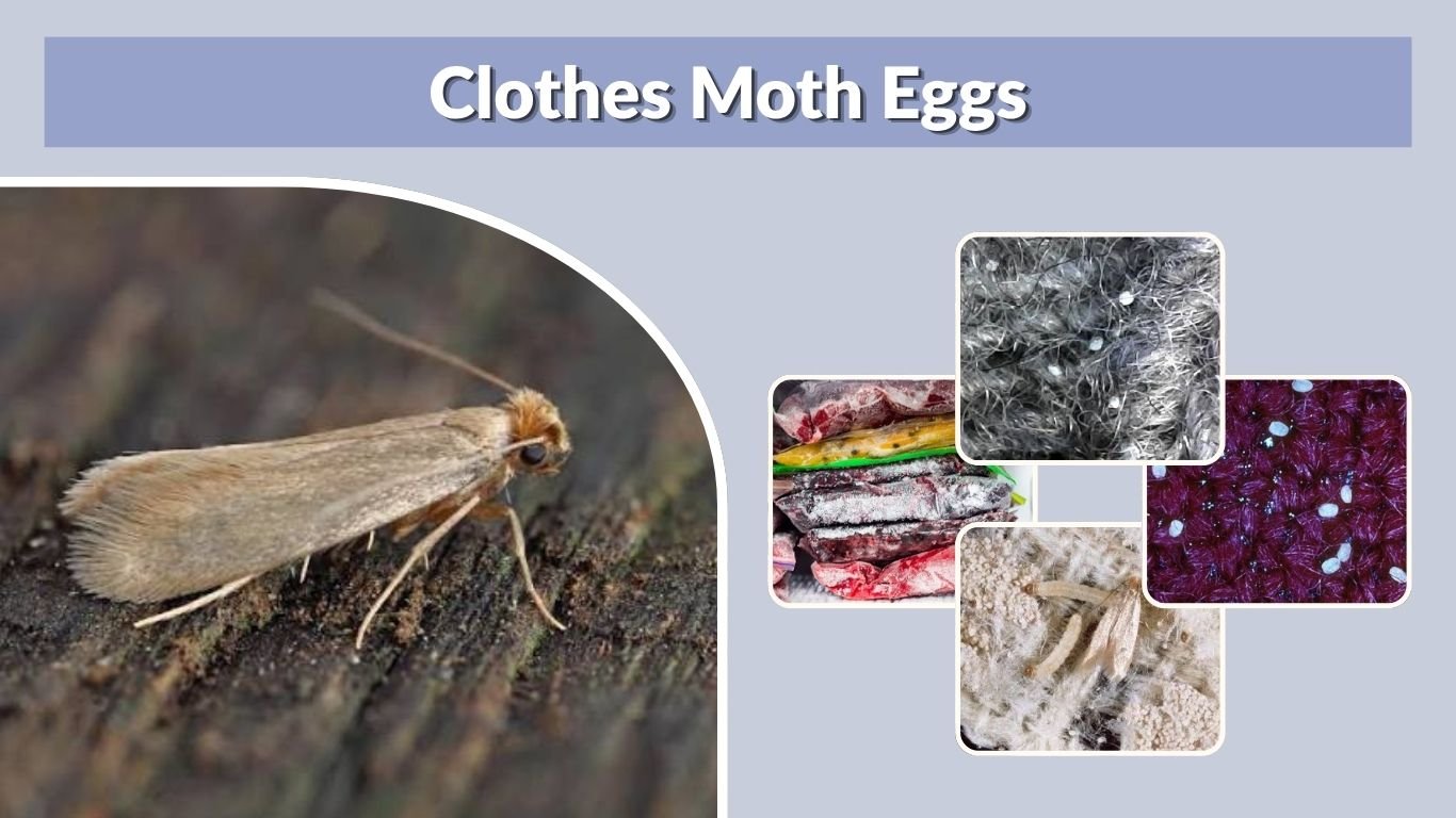 Clothes Moth Eggs: What They Look Like and How to Kill Them