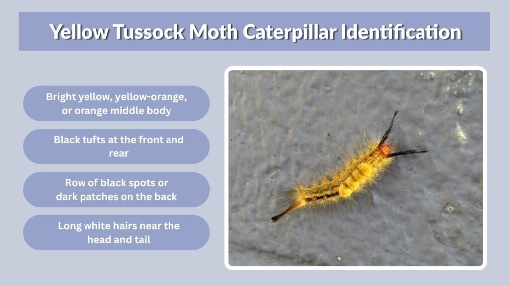 Yellow Tussock Moth Caterpillar Identification