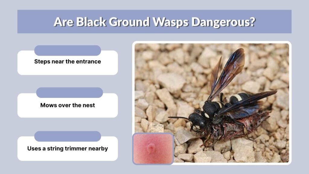 Are Black Ground Wasps Dangerous?