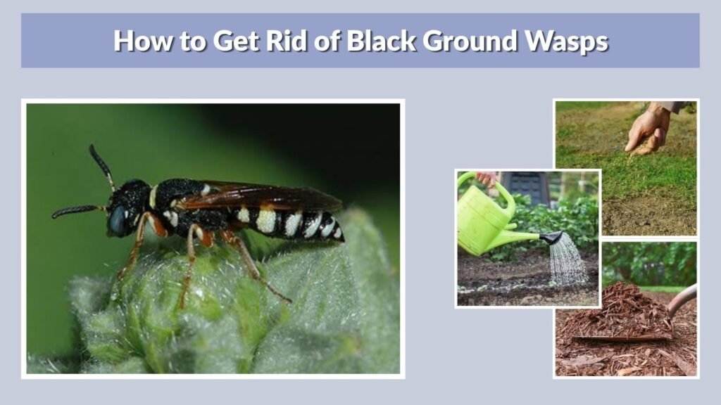 How to Get Rid of Black Ground Wasps