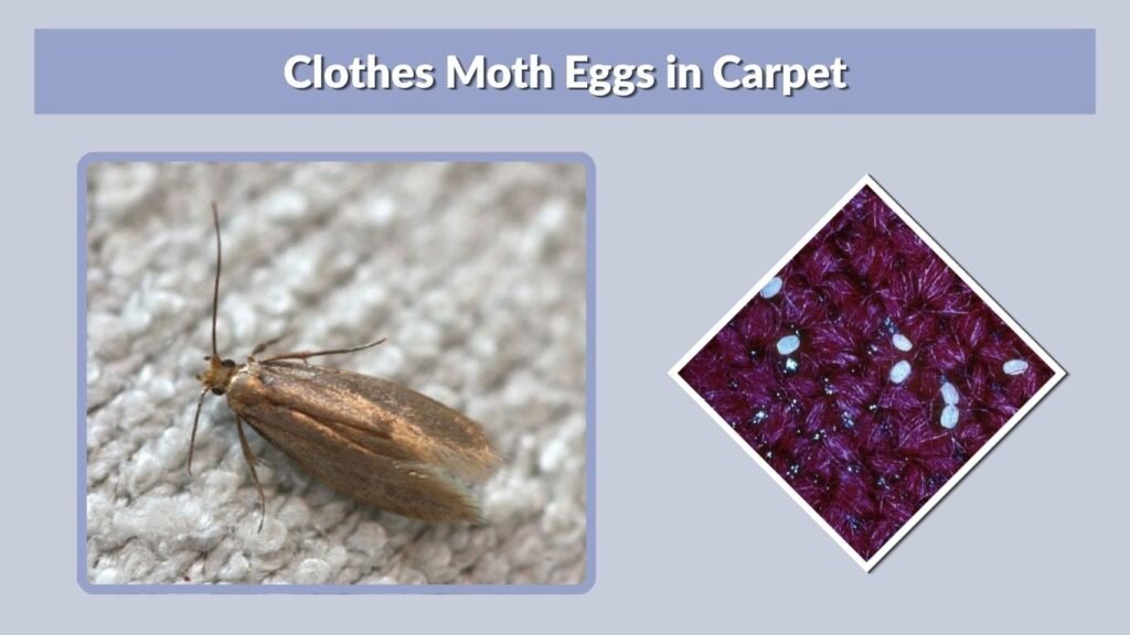 Clothes Moth Eggs in Carpet