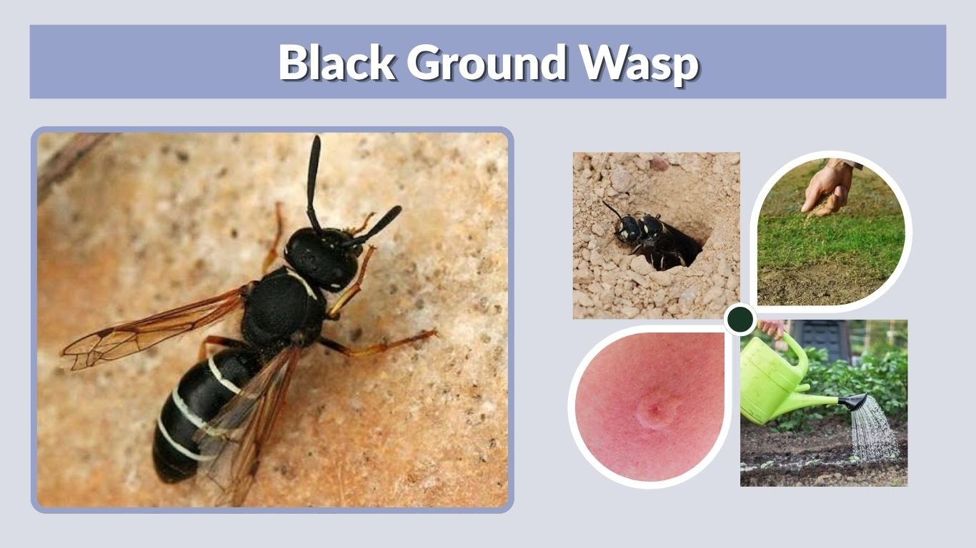 Black Ground Wasp: Identification, Nests, Stings, and Removal