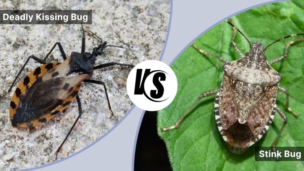 Deadly Kissing Bug vs Stink Bug