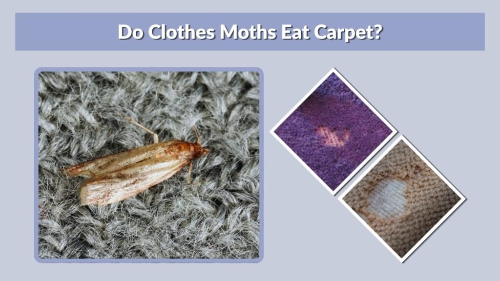 Do Clothes Moths Eat Carpet?