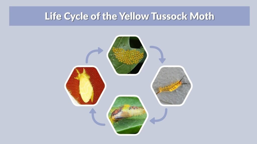 Life Cycle of the Yellow Tussock Moth