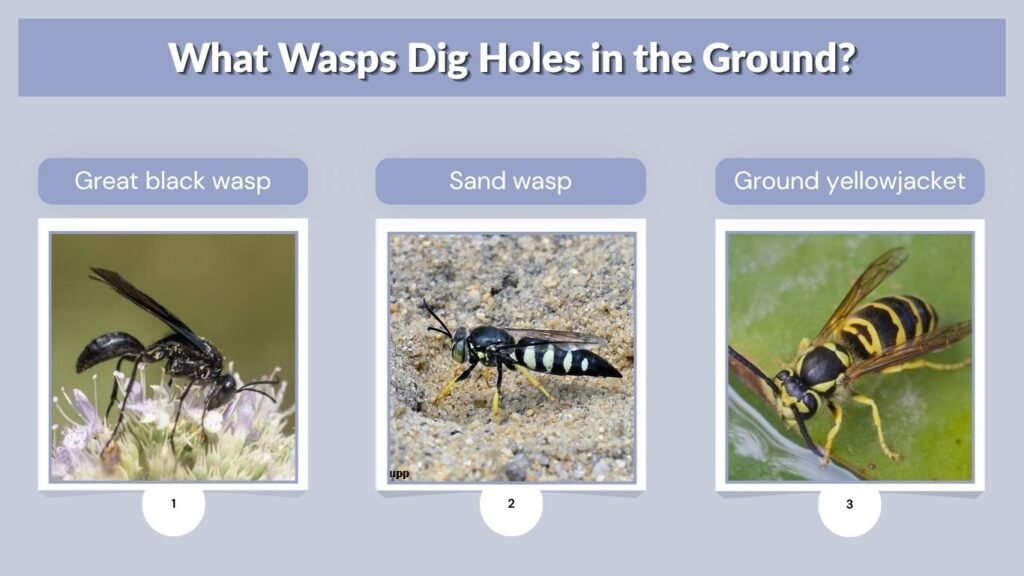 What Wasps Dig Holes in the Ground?