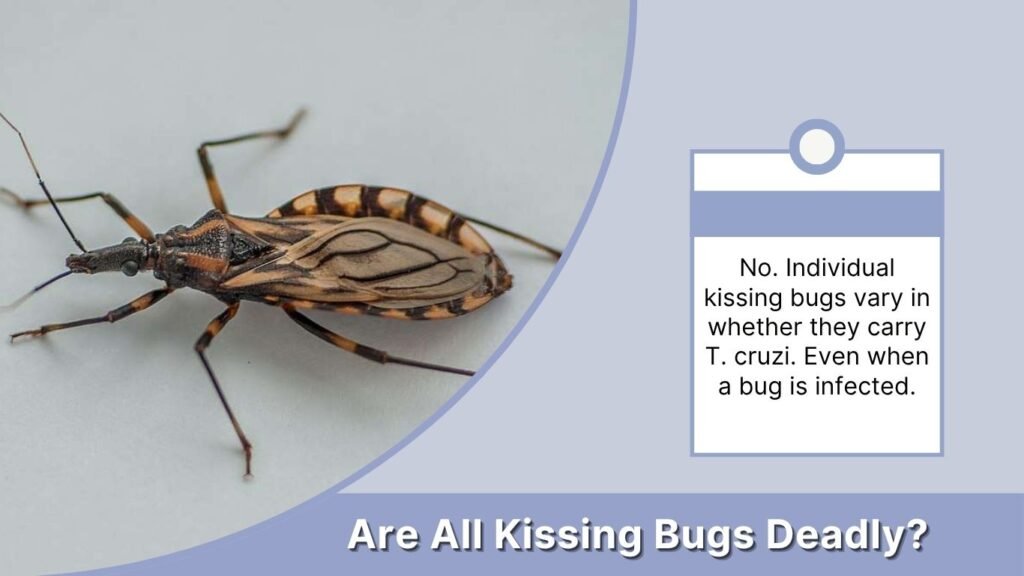 Are All Kissing Bugs Deadly?