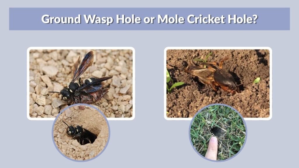 Ground Wasp Hole or Mole Cricket Hole?