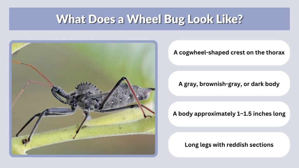 What Does a Wheel Bug Look Like?