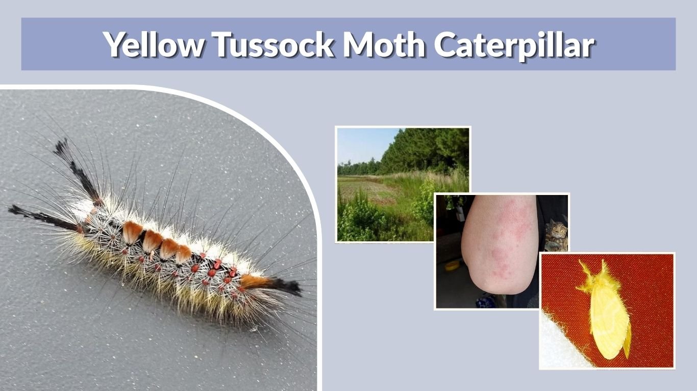 Yellow Tussock Moth Caterpillar: ID, Diet, Habitat, Sting & Facts