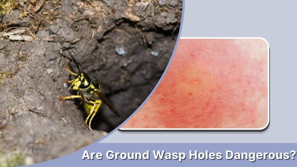 Are Ground Wasp Holes Dangerous?