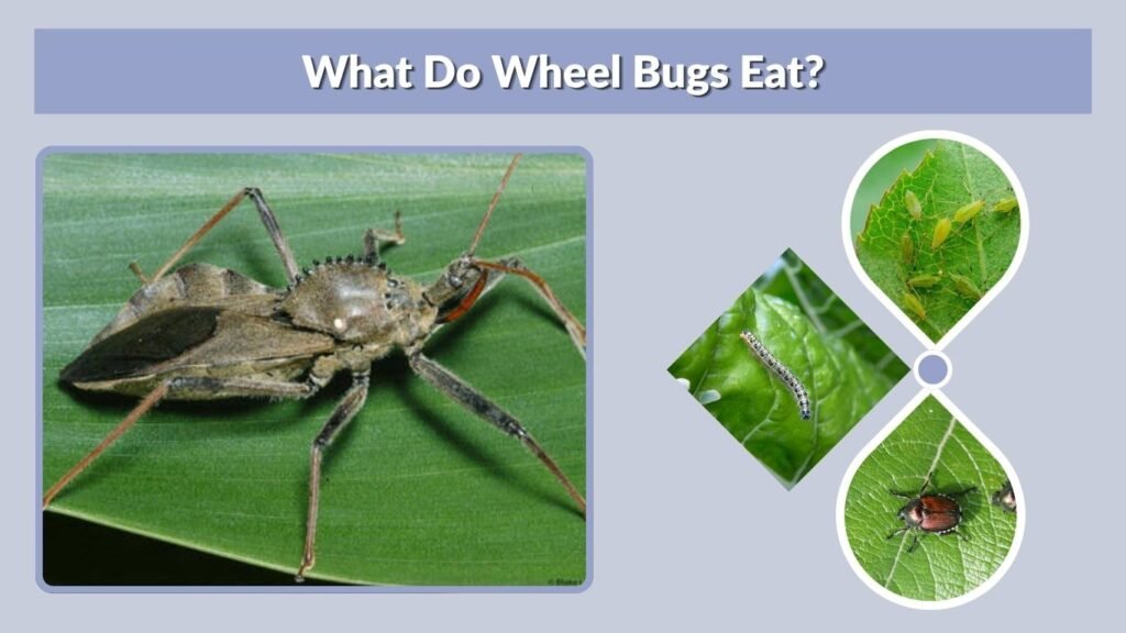 What Do Wheel Bugs Eat?