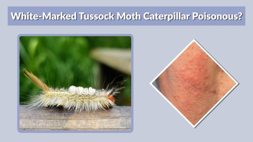 White-Marked Tussock Moth Caterpillar Poisonous?