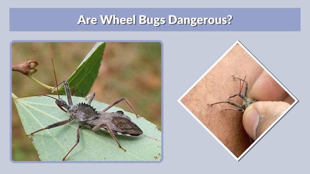 Are Wheel Bugs Dangerous?