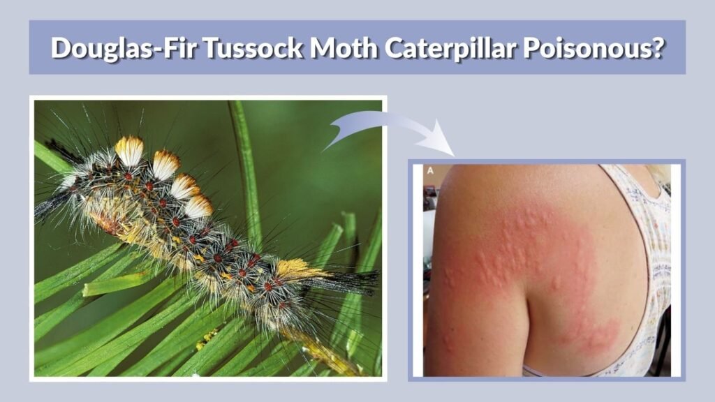 Douglas-Fir Tussock Moth Caterpillar Poisonous?