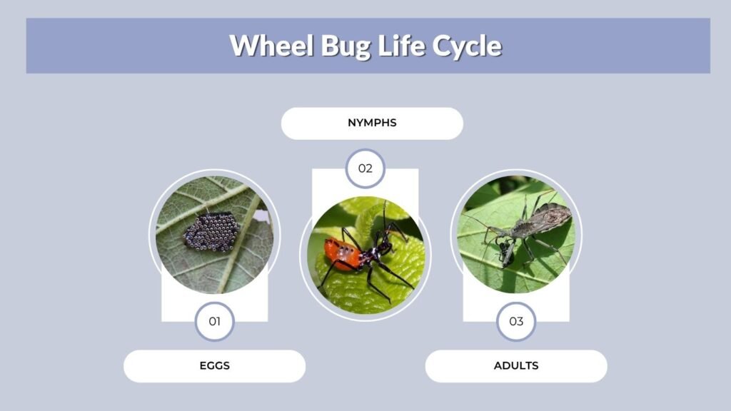 Wheel Bug Life Cycle