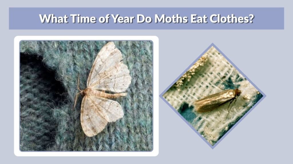 What Time of Year Do Moths Eat Clothes?