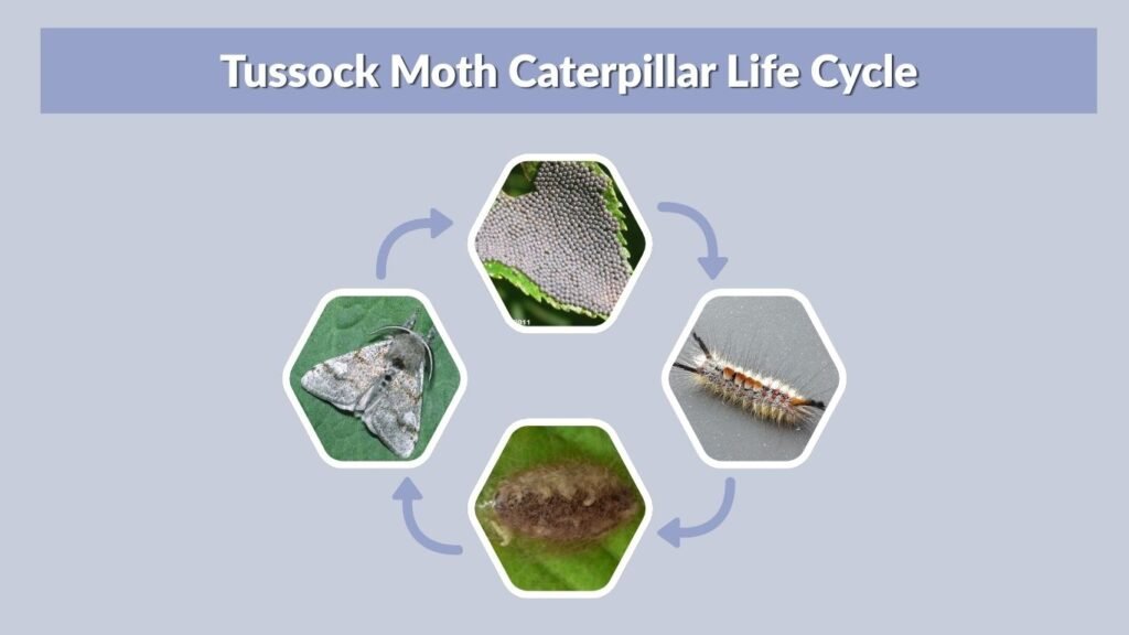 Tussock Moth Caterpillar Life Cycle