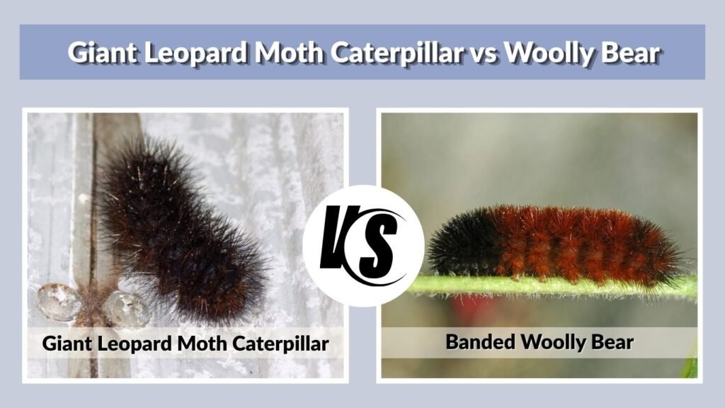 Giant Leopard Moth Caterpillar vs Woolly Bear