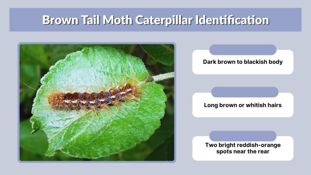 Brown Tail Moth Caterpillar Identification